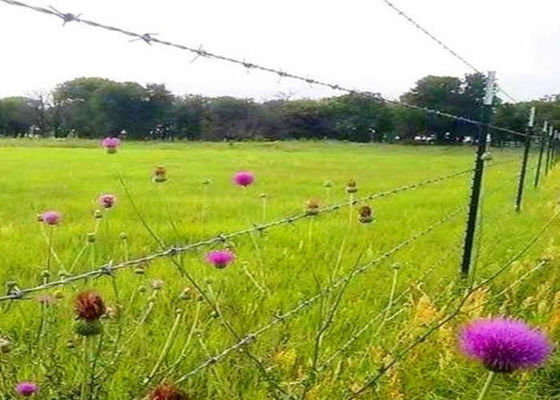 250m 500m Galvanized Barbed Wire Hot Dipped Zinc Coated Barbed Wire